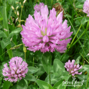 Red Clover SF 900x900
