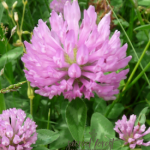 SF Red Clover 275x300