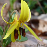 SF Trout Lily 275x300