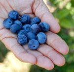 blueberryhand