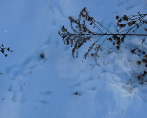 brid tracks in snow