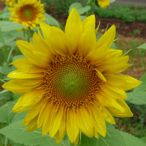 Sunflower focus small