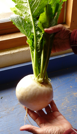 2-pound hakurai turnip