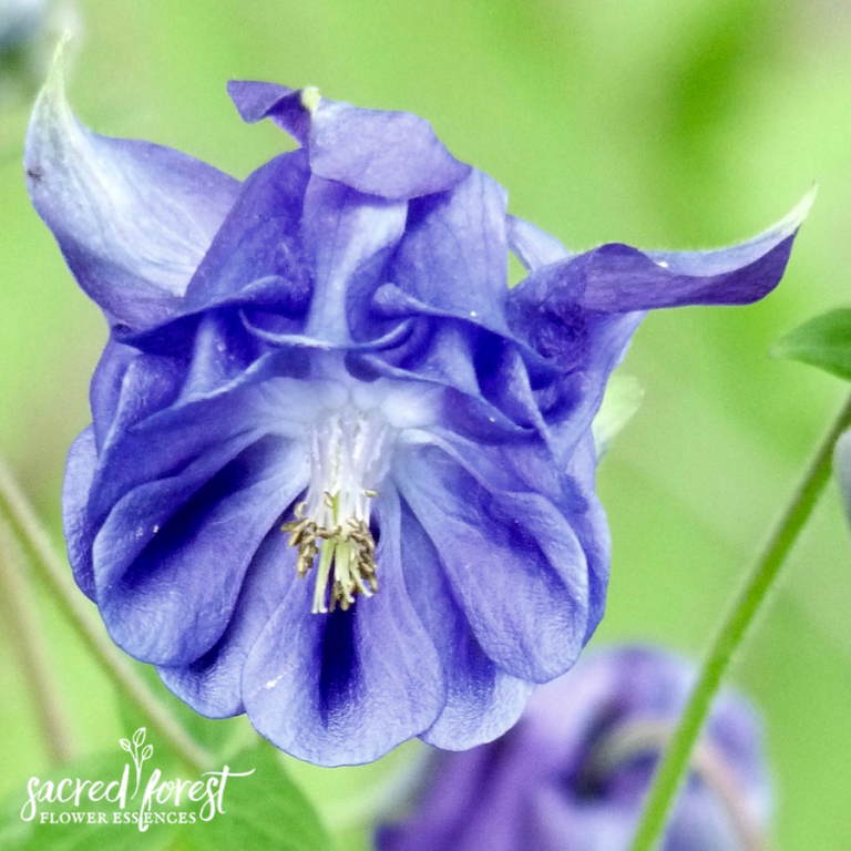 Columbine Flower Essence — Grandparents of the Forest