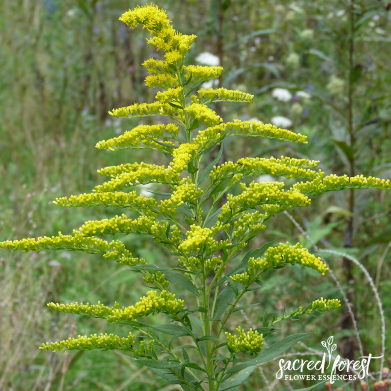 Goldenrod Flower Essence — Grandparents of the Forest
