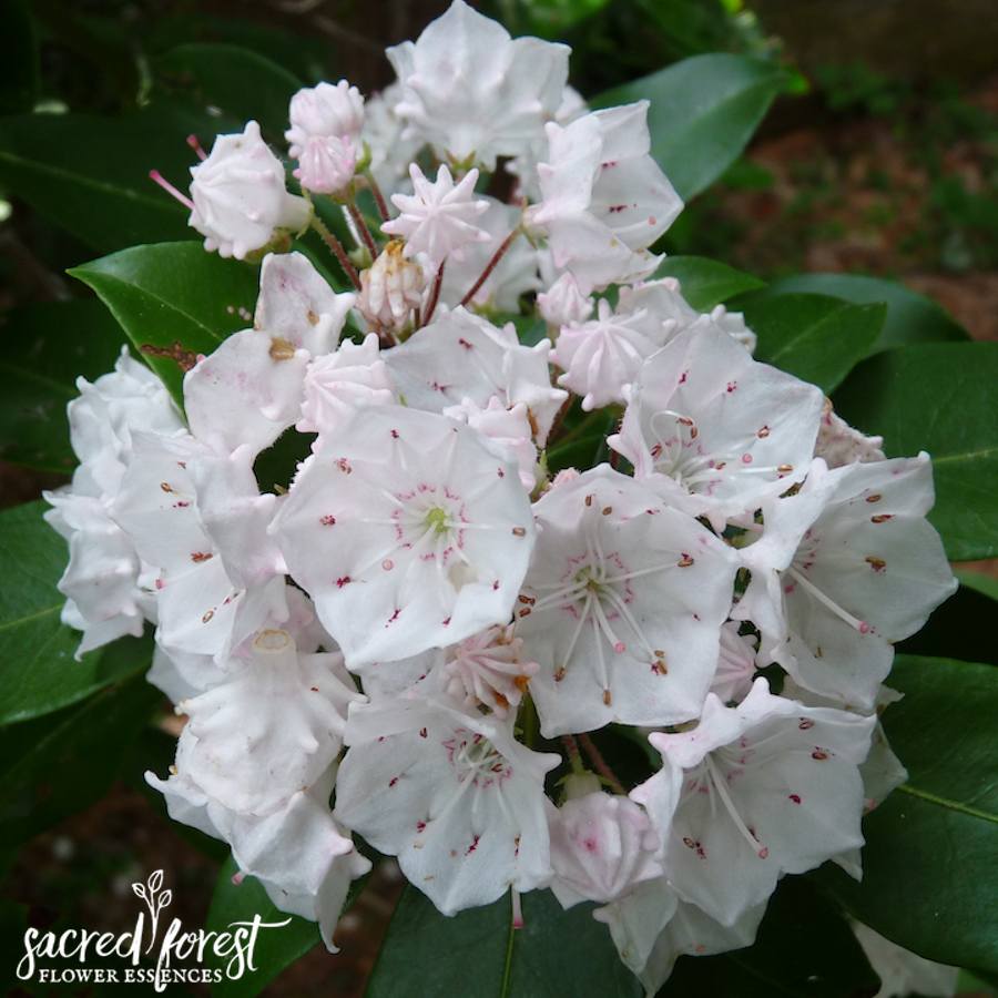 Mountain Laurel Flower Essence — Grandparents of the Forest