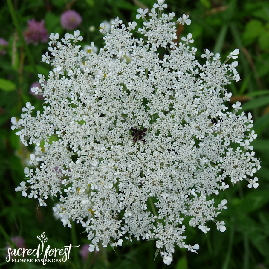 Queen Anne's Lace Flower Essence — Grandparents of the Forest