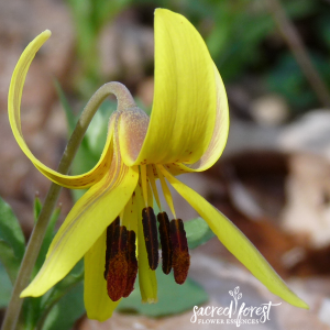 Trout Lily SF 900x900
