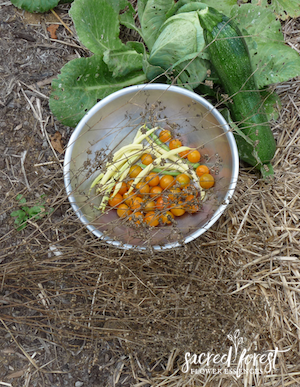 Cabbage, Zucchini, Sungold cherry tomatoes, yellow 'wax' beans and coriander (Cilantro seed)