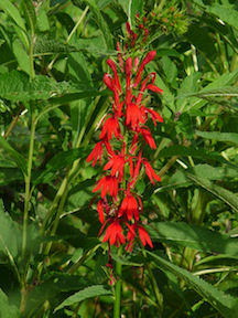 cardinal-flower