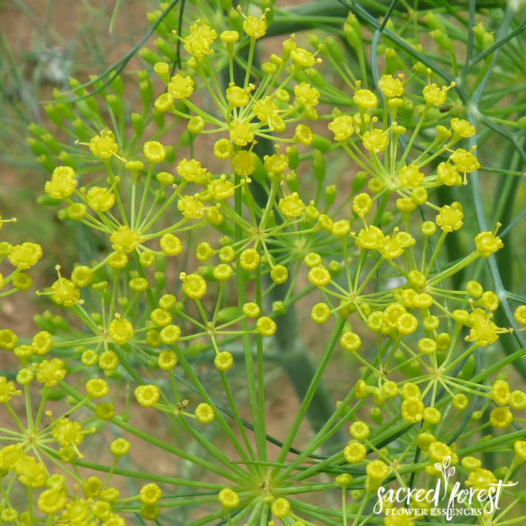 Dill Flower Essence — Grandparents of the Forest