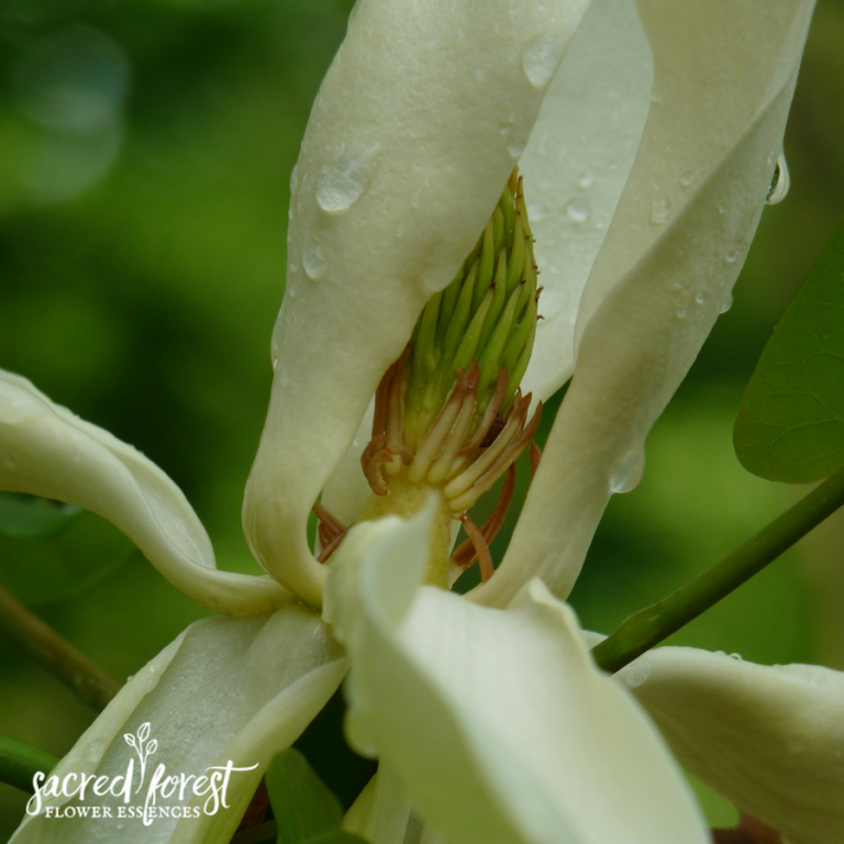 Magnolia, Fraser Flower Essence — Grandparents of the Forest